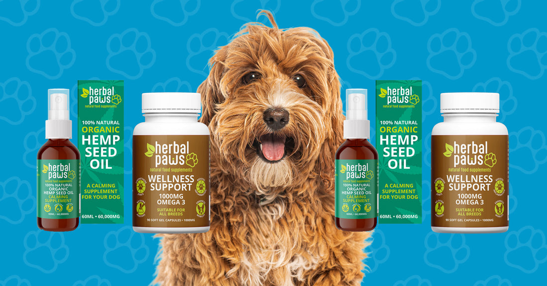 Coat & Calm Bundle: The Secret to a Shiny Coat and a Relaxed Dog