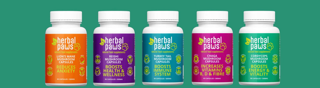 Nature’s First Aid Kit: 5 Powerful Mushrooms Every Dog Owner Should Know About