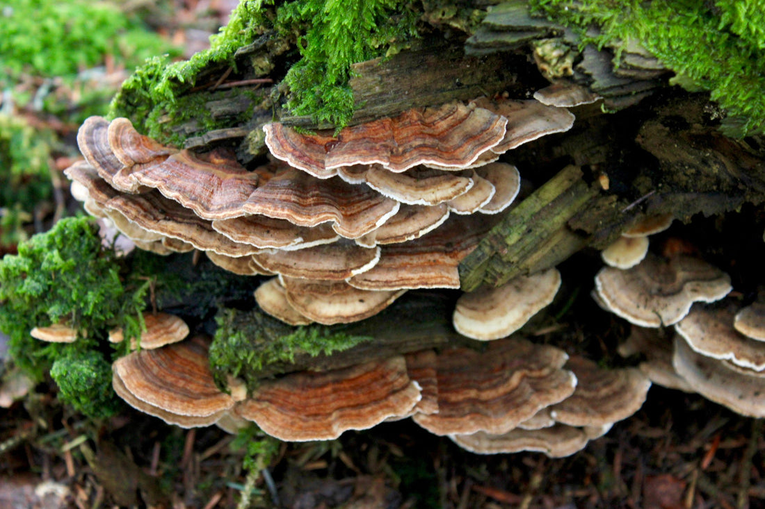 Why Mushrooms? Why Now?