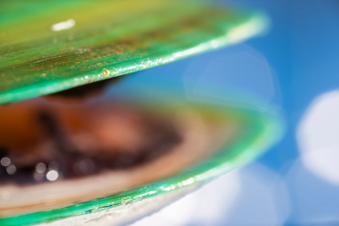 Unlocking the Power of Green-Lipped Mussel Extract for Dogs: A Natural Solution for Joint Health and More