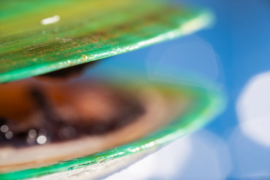 Unlocking the Power of Green-Lipped Mussel Extract for Dogs: A Natural Solution for Joint Health and More