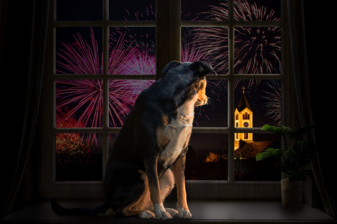 Fireworks Night Is Coming: How to Help Calm Your Anxious Dog Naturally