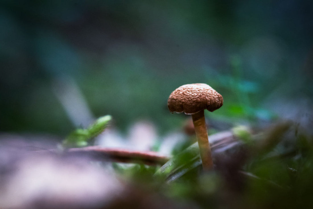 Cordyceps for Dogs: A Natural Way to Support Hormones After Neutering