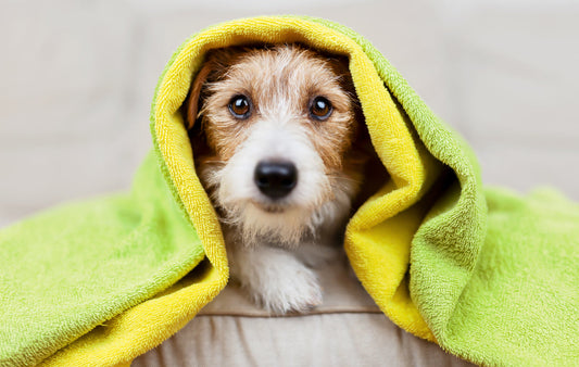 Why Your Dog Deserves a Herbal, Non-GMO, pH-Balanced, Vegan, and Soothing Shampoo