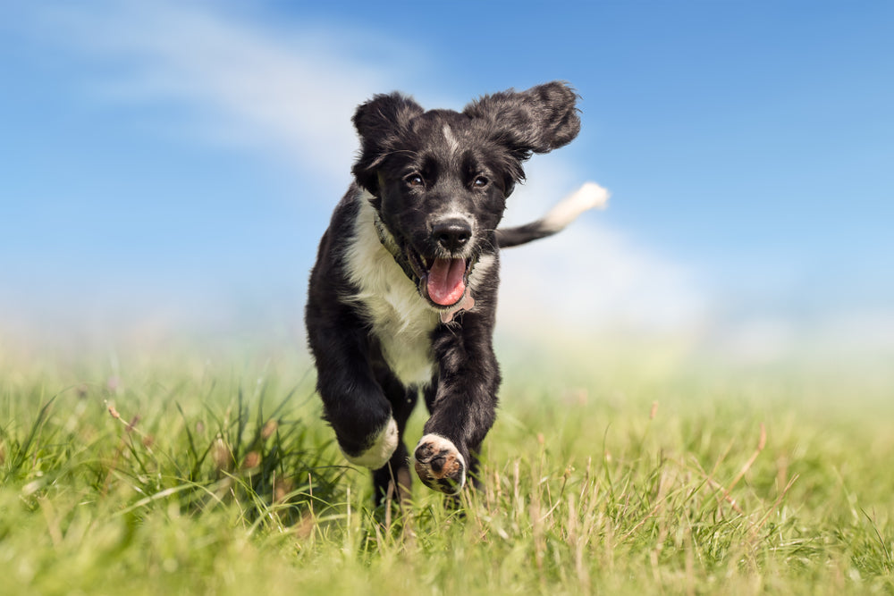 How to Naturally Support Your Dog’s Joints at Every Age