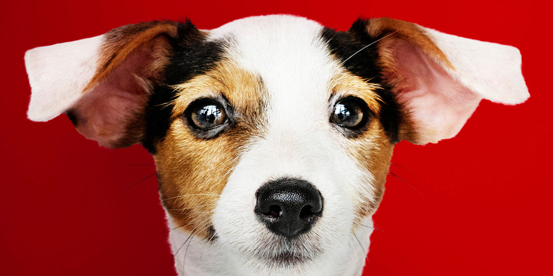 Herbal Paws new website launch, natural dog supplements UK