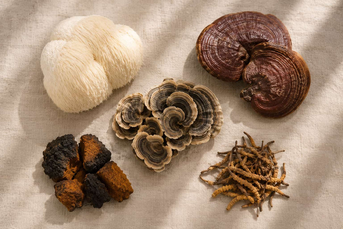 Benefits of Medicinal Mushrooms for Dogs