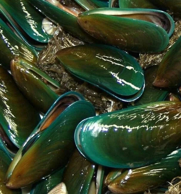 Green Lipped Mussel for Dogs: Benefits, Evidence and How to Choose One