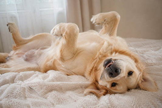 How Turkey Tail supports gut health in dogs, happy relaxed dog with healthy digestion