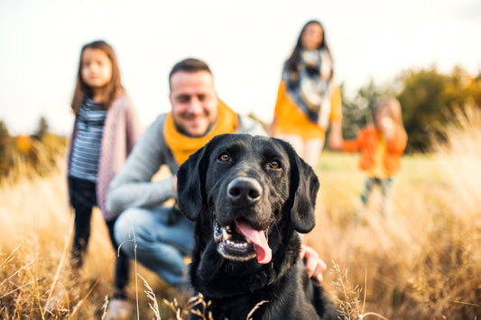 Natural dog supplements for a fresh start to the new year, boosting your dog's health