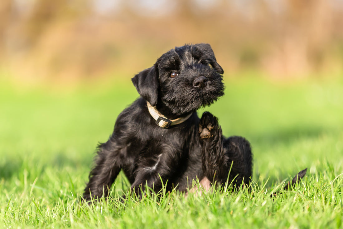 Dry Skin in Dogs: Causes, Remedies, and Prevention