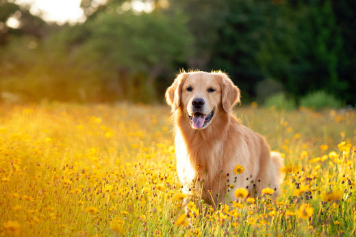 Joint support for dogs, understanding joint issues and breeds at risk