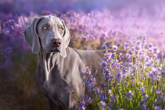 Natural calming supplements for dogs, why lavender is calming and how to use it safely
