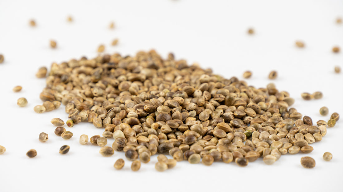 The Benefits of Hempseed Oil for Dogs