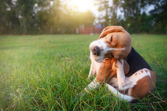 Hemp Oil for Dogs UK, natural relief for dogs with seasonal allergies