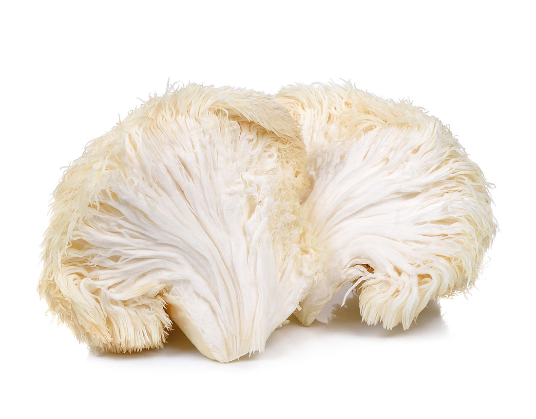 Dog Lion's Mane mushroom capsules, natural anxiety relief for dogs