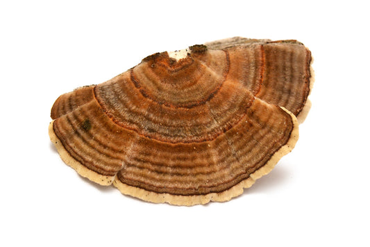 Turkey Tail for dogs, boosting canine immunity naturally by Herbal Paws