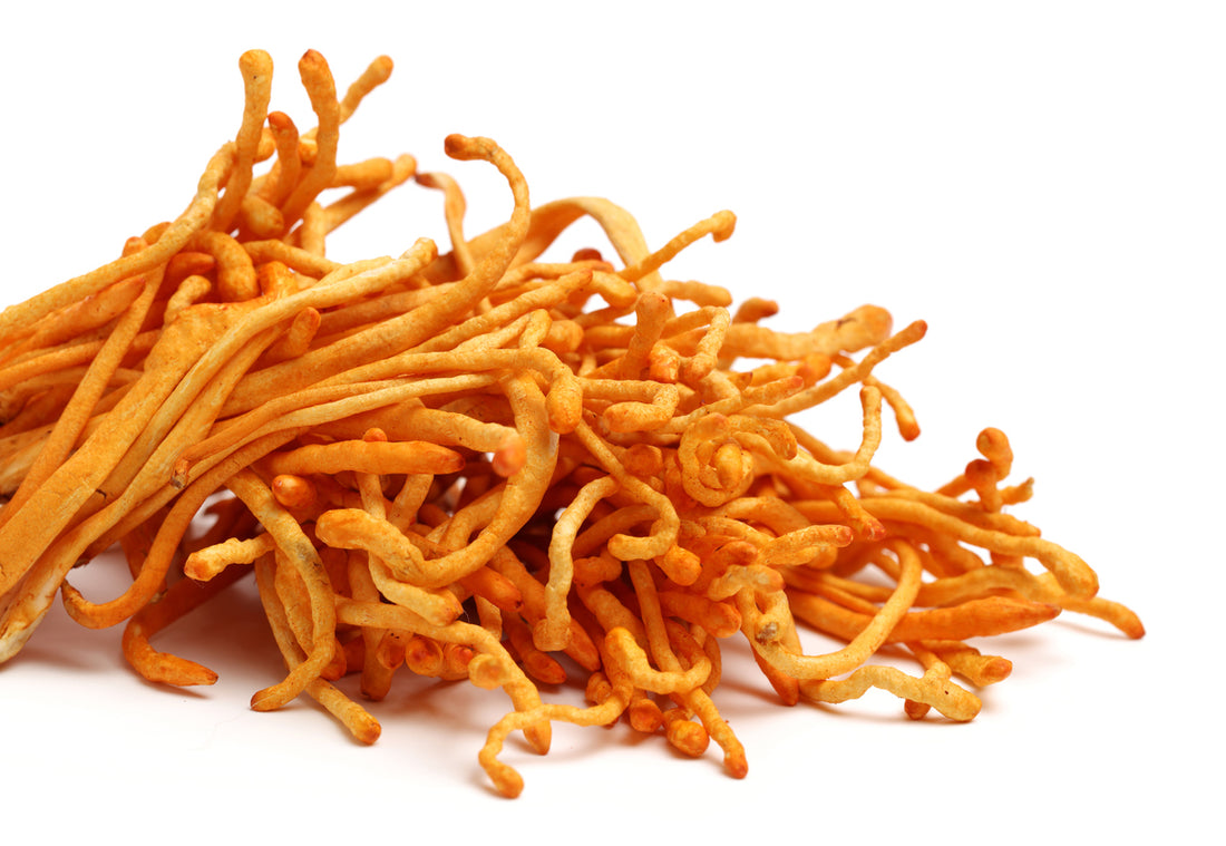 Cordyceps: Boosting Vitality in Dogs