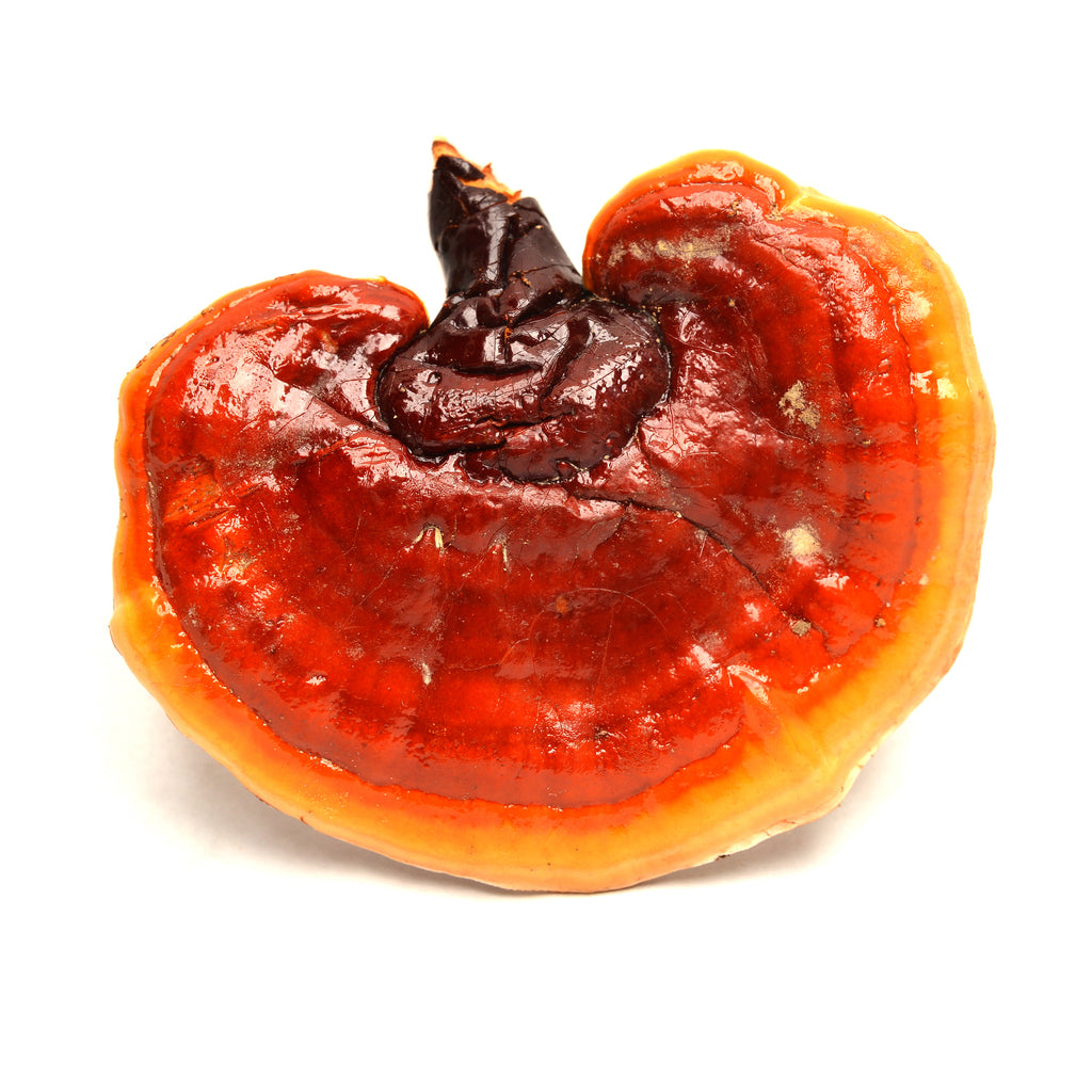 Reishi Mushrooms: A Great All-Rounder