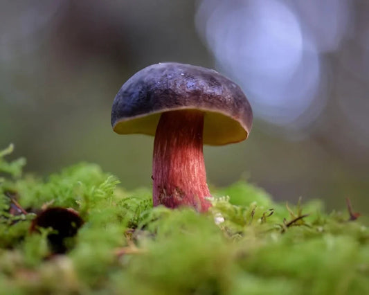 Can Dogs Eat Mushrooms? Safe Types, Poisonous Toadstools and What to Do