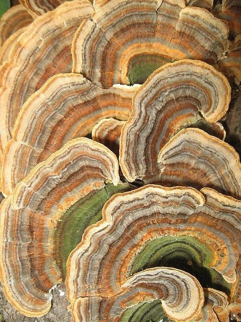 Turkey Tail Mushroom for Dogs: What It Is and Why Owners Are Considering It